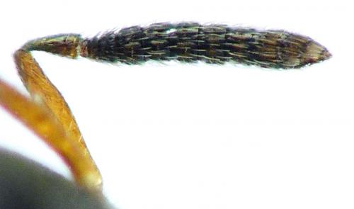 Cyclogastrella clypealis